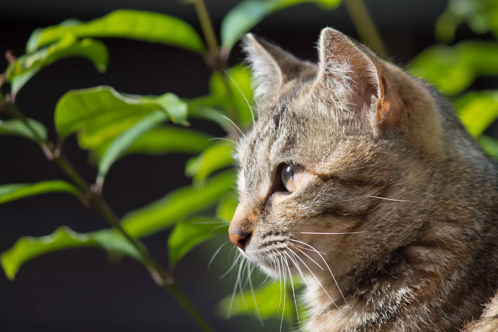 遠くを見つめる猫