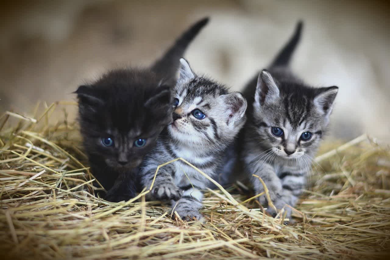 3匹の子猫