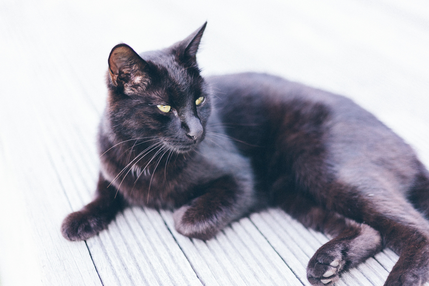 猫の体重がゆっくりと減少。 原因は? 対処法などを獣医師が解説