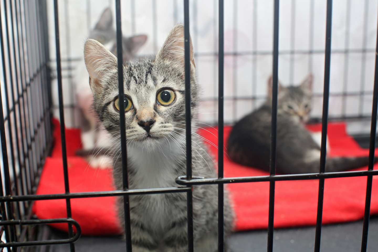 猫は留守番できる 快適な留守番環境を整える際に注意すべきポイントと対策方法 猫様のいる暮らし 猫は留守番できる 快適な留守番環境を整える際に注意すべきポイントと対策方法 猫様のいる暮らし