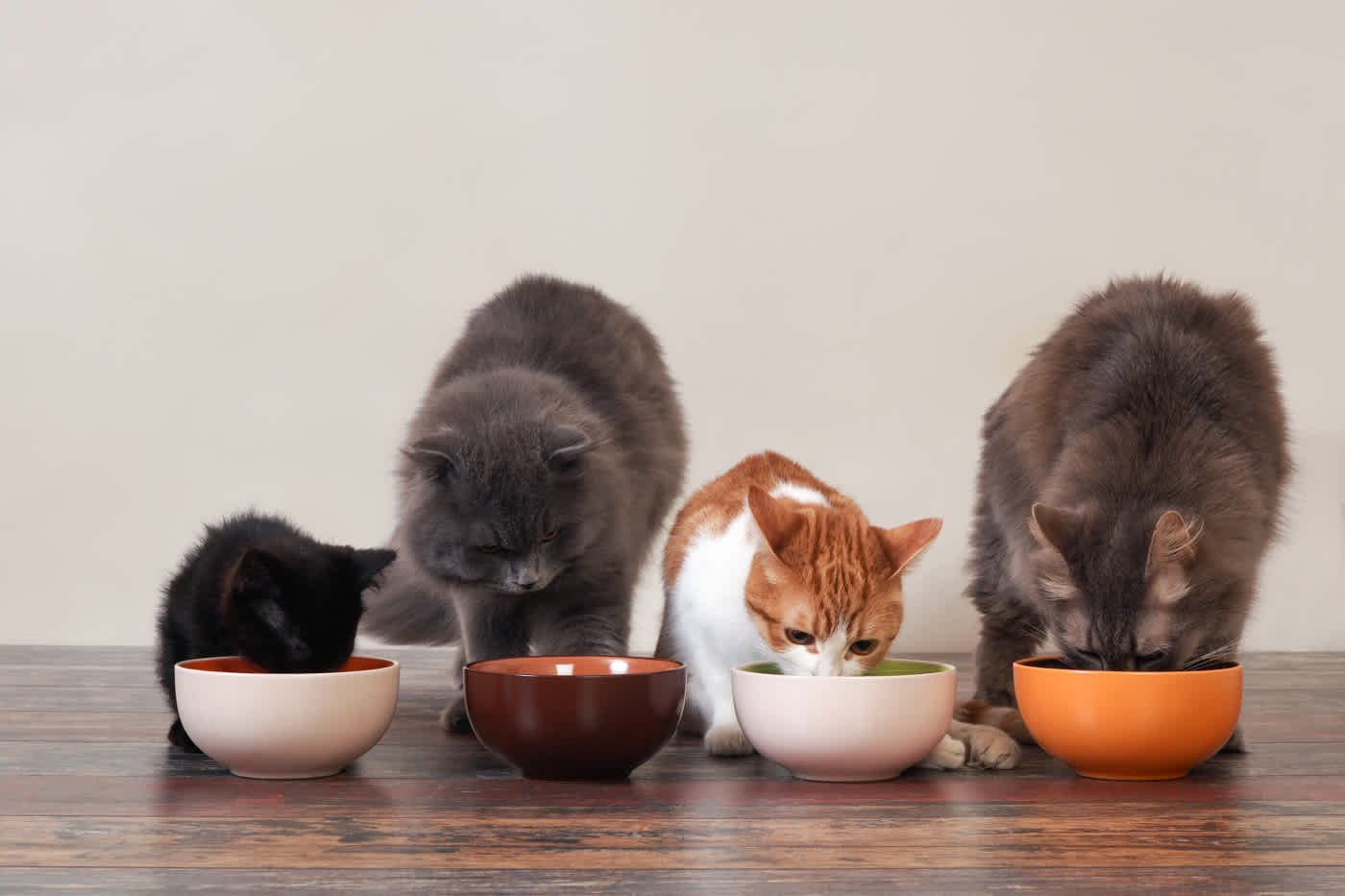 猫のご飯（フード）の種類と 選び方｜頻度・回数や量の目安と上手なあげ方を解説！
