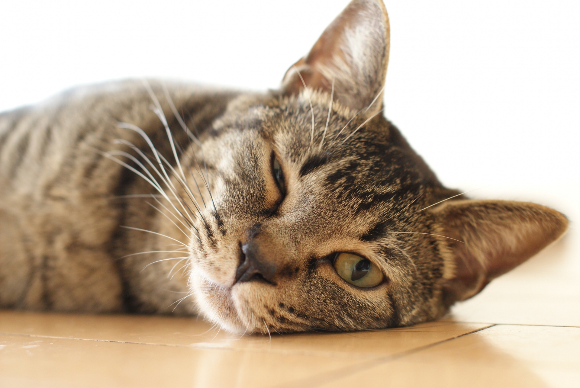 猫は「心筋症」でも長生きできる？気付きにくい症状や発症の原因・治療