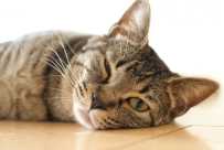 猫は「心筋症」でも長生きできる？気付きにくい症状や発症の原因・治療法について