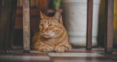 猫の慢性腎不全（慢性腎臓病）を獣医師が徹底解説。治療費や注意したい猫種、原因や治療法もご紹介