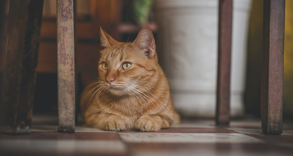 猫の慢性腎不全(慢性腎臓病)を獣医師が徹底解説。治療費や注意したい猫種、原因や治療法もご紹介