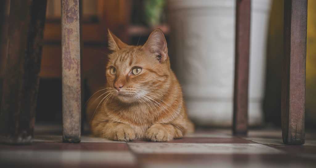 猫の慢性腎不全（慢性腎臓病）を獣医師が徹底解説。治療費や注意したい猫種、原因や治療�法もご紹介