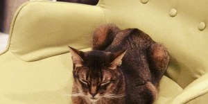 猫は長者の生まれ変わり。