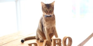 RABO一周年を迎えました