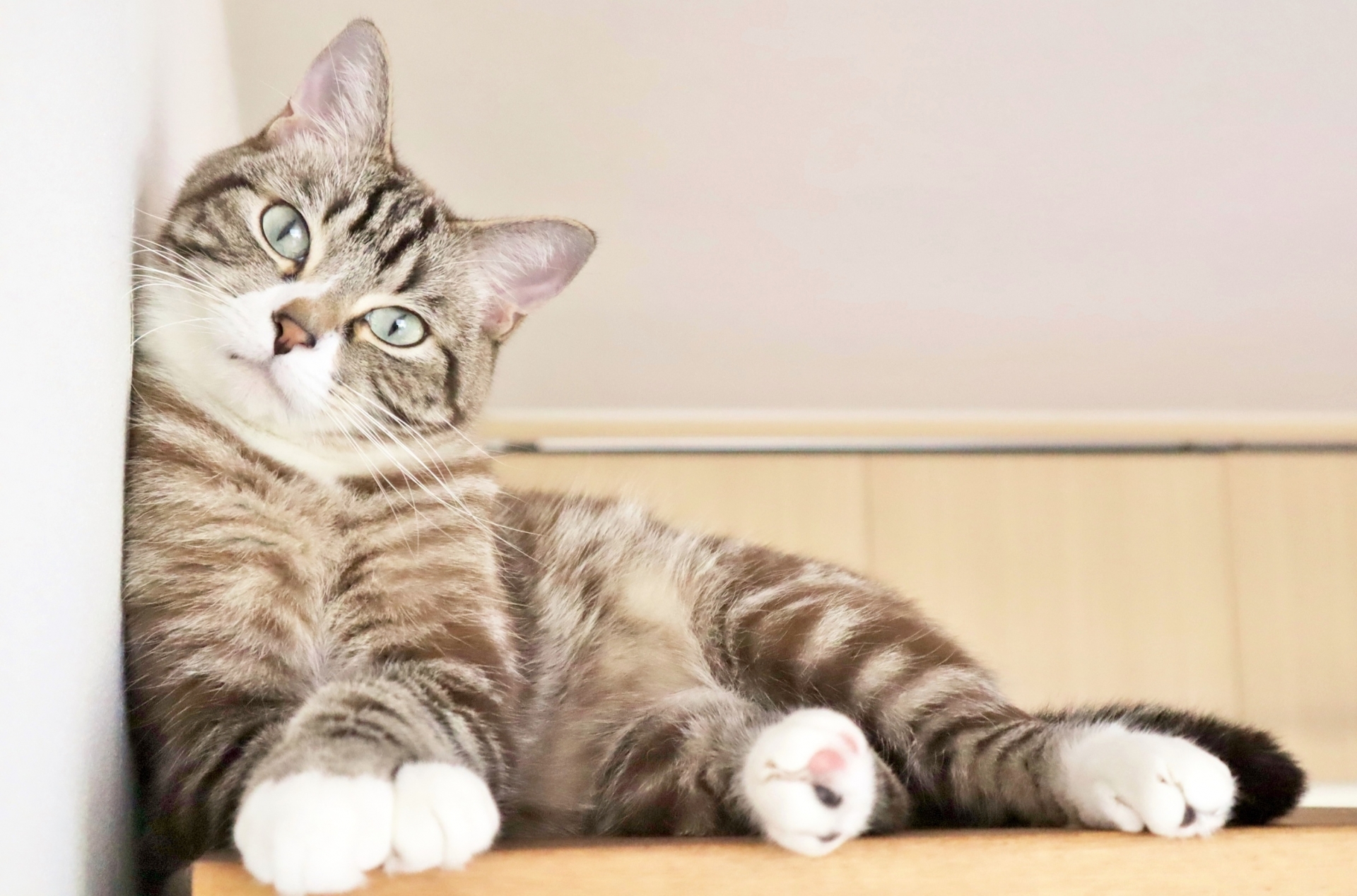 壁にもたれかかっている猫