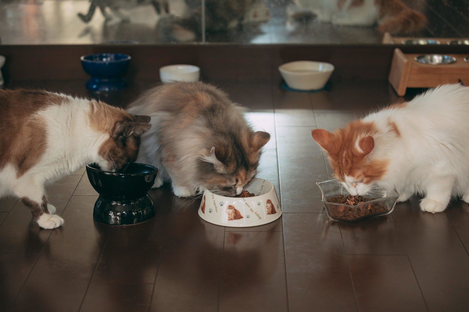 食事をする猫