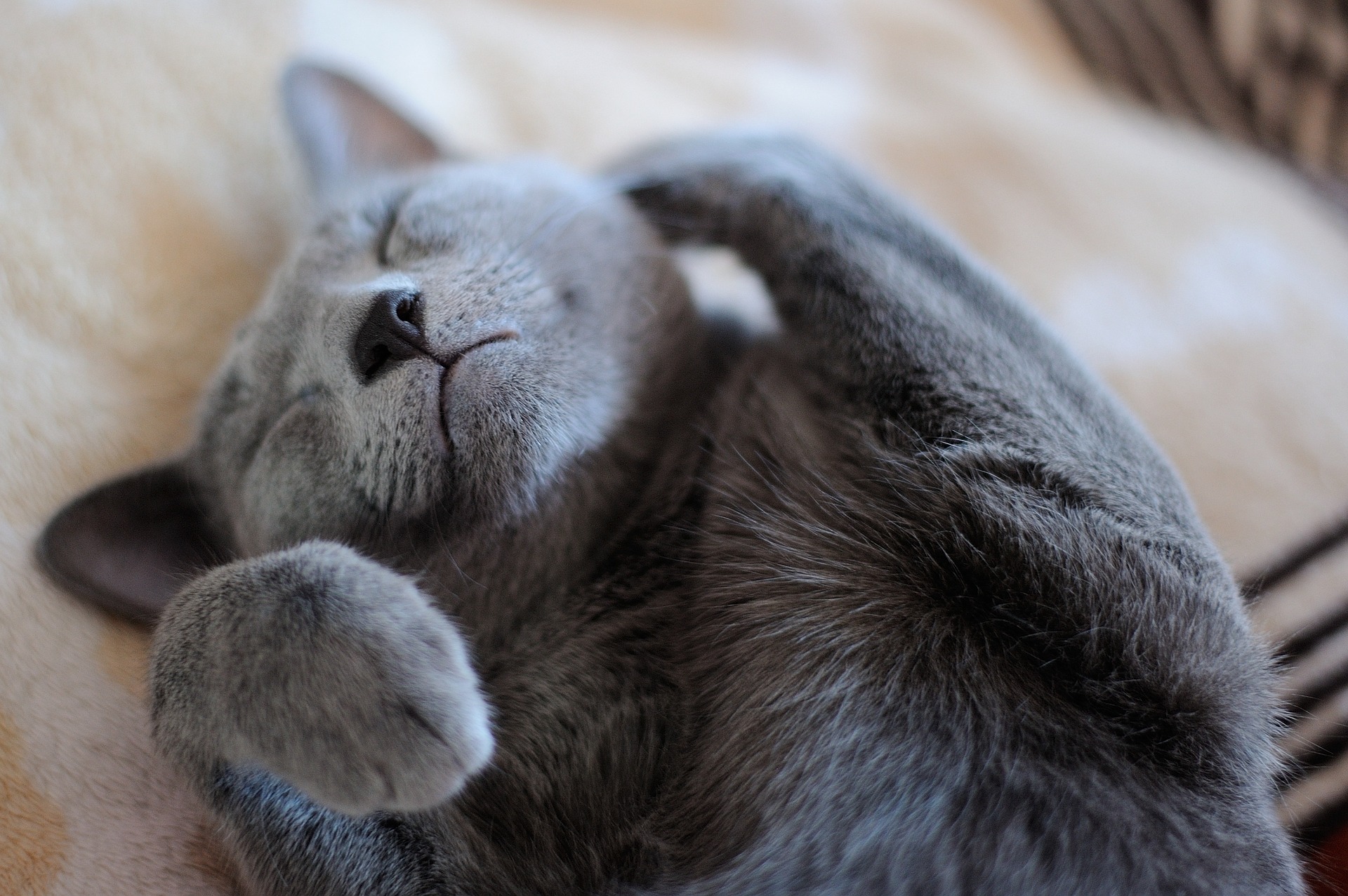 仰向けでくつろぐ猫