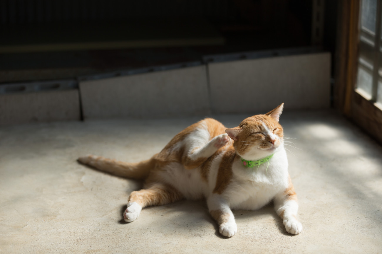 くつろいでいる首輪をした猫
