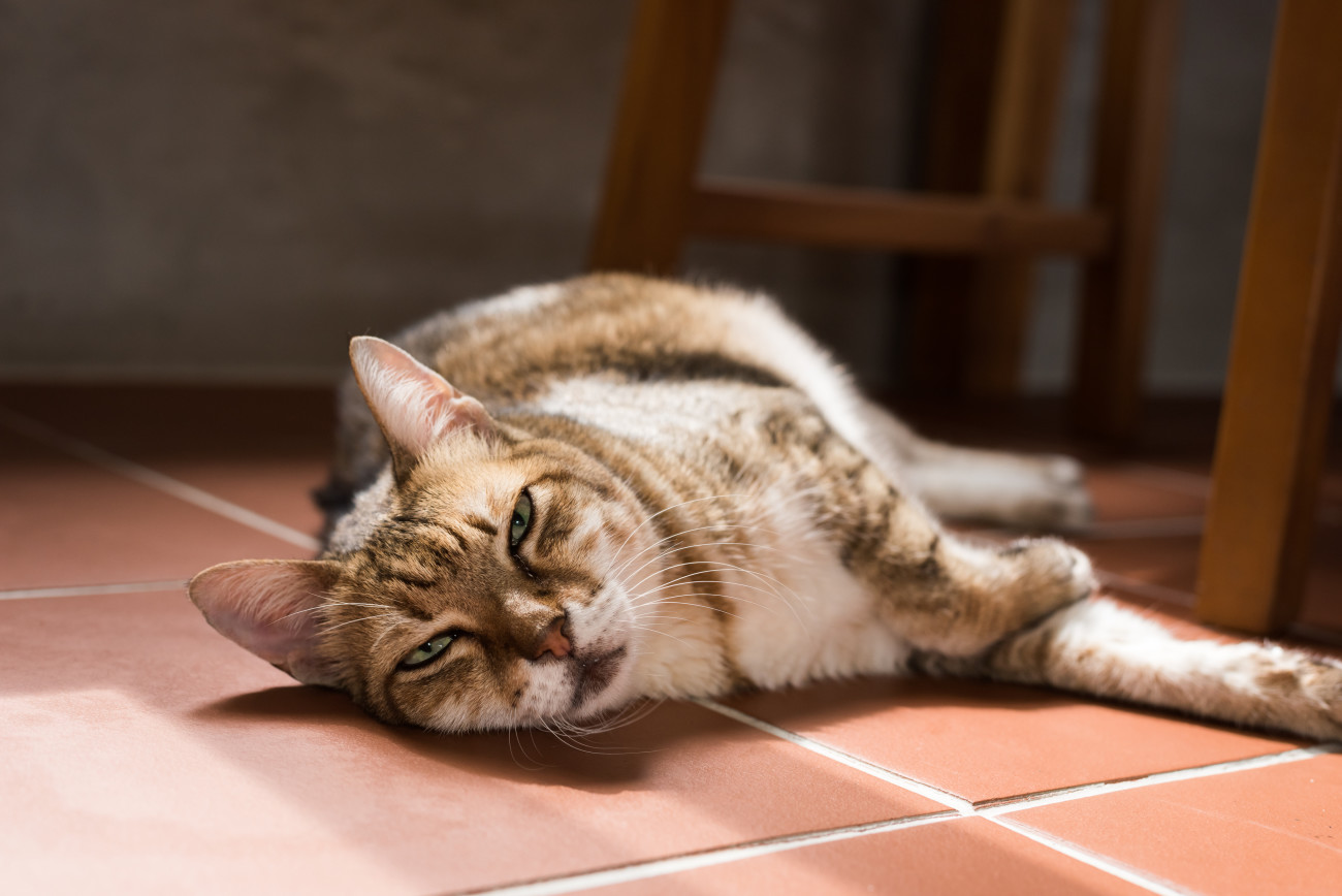 床に寝転んでいる猫