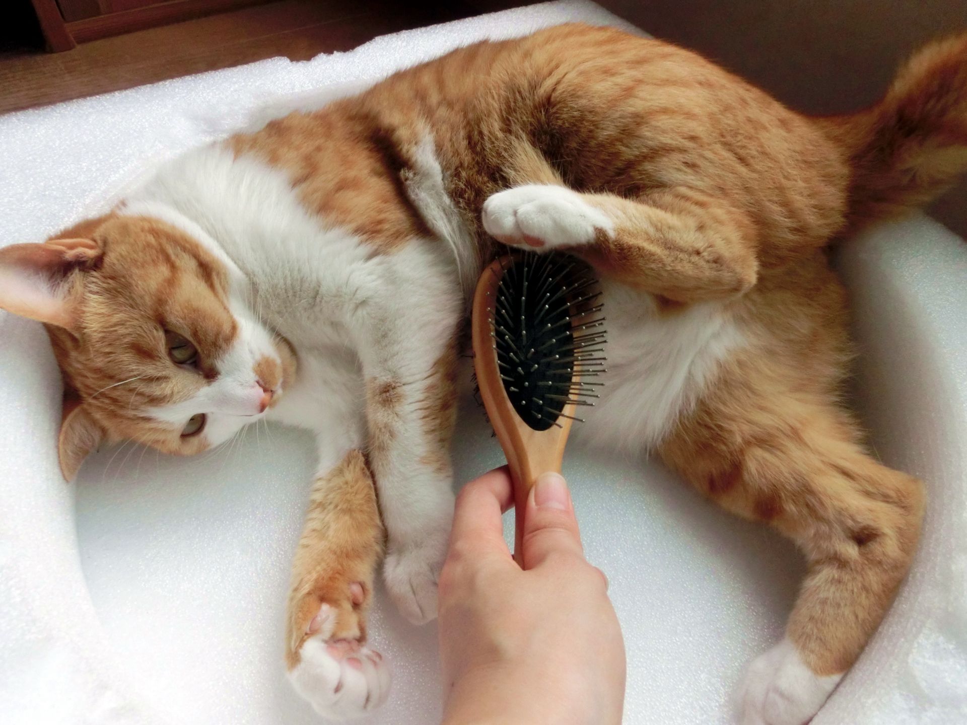 猫とブラシ