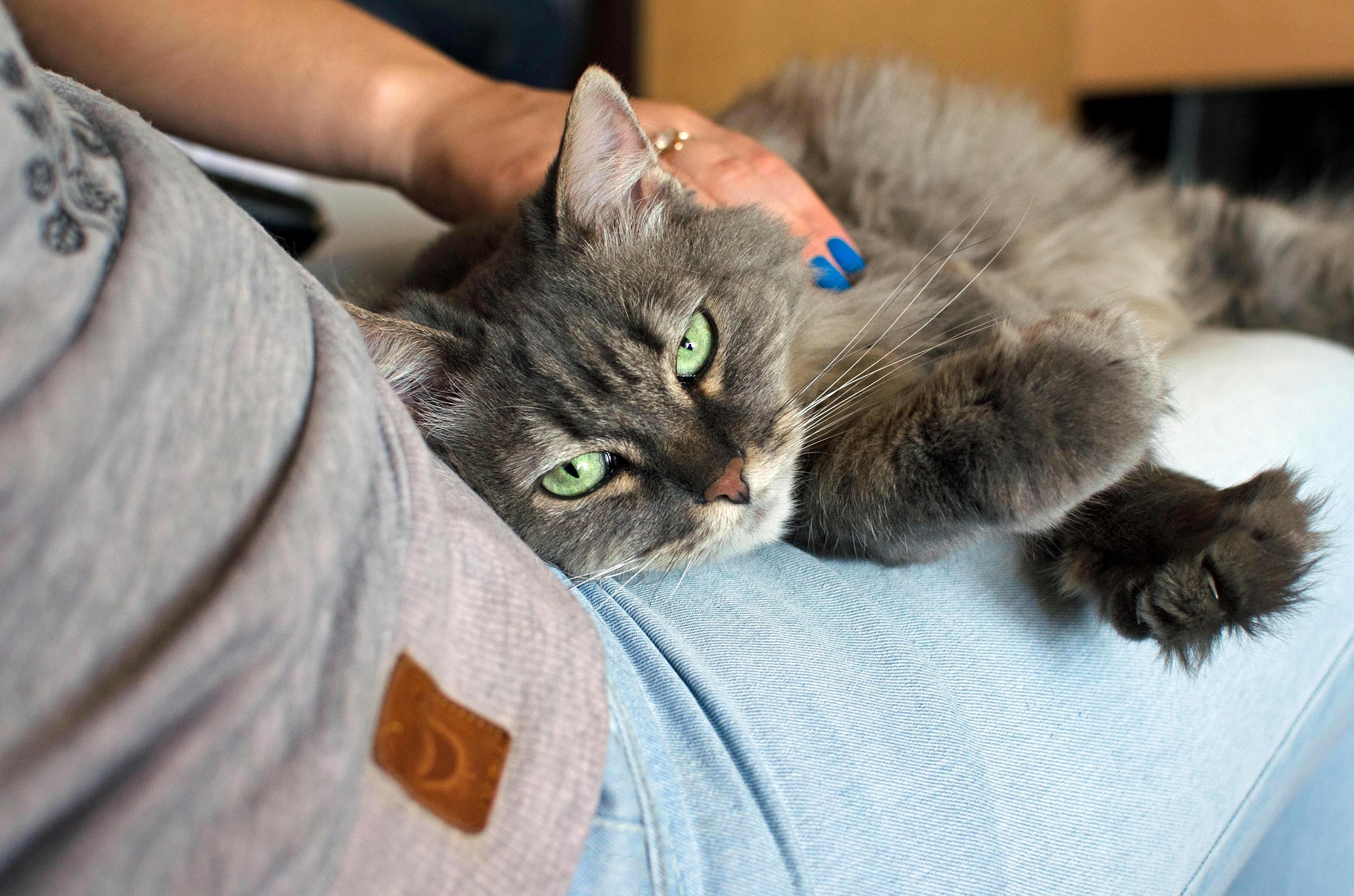 人の膝の上でくつろぐ猫