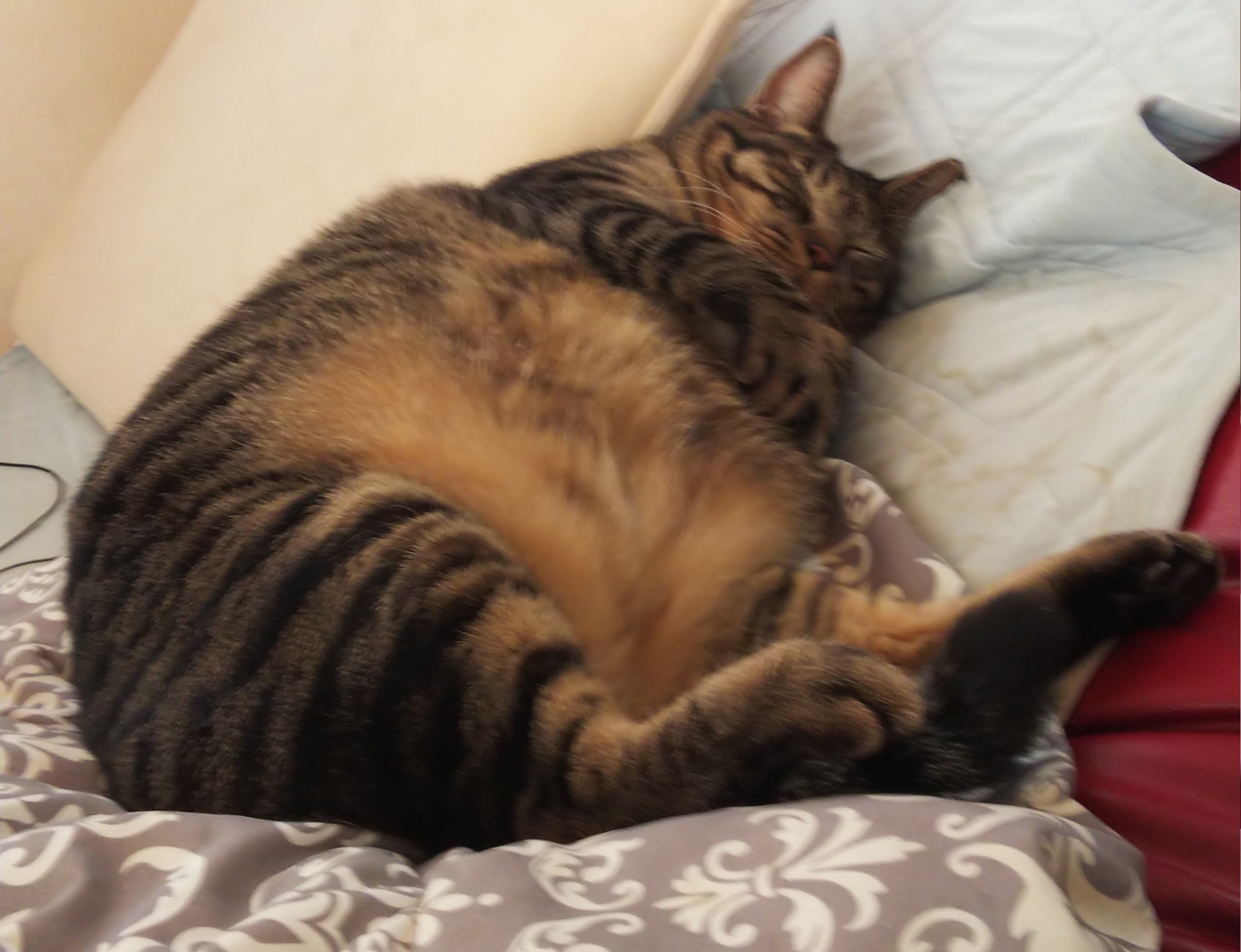 横になって眠る猫