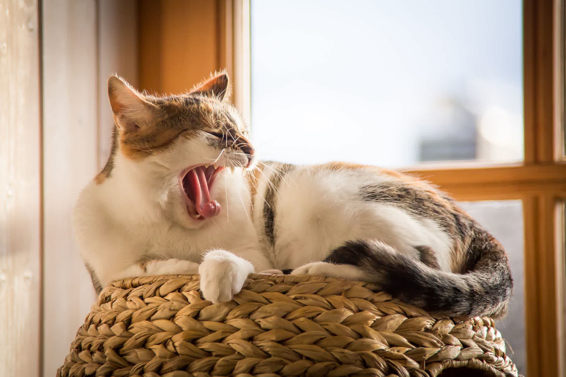 かごの上であくびをする猫