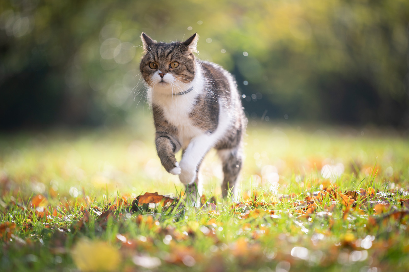 猫に首輪って必要?