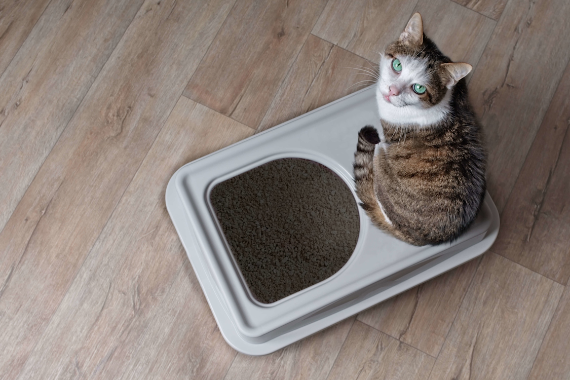 猫のおしっこから健康チェックする方法|不調を判断するポイントも紹介