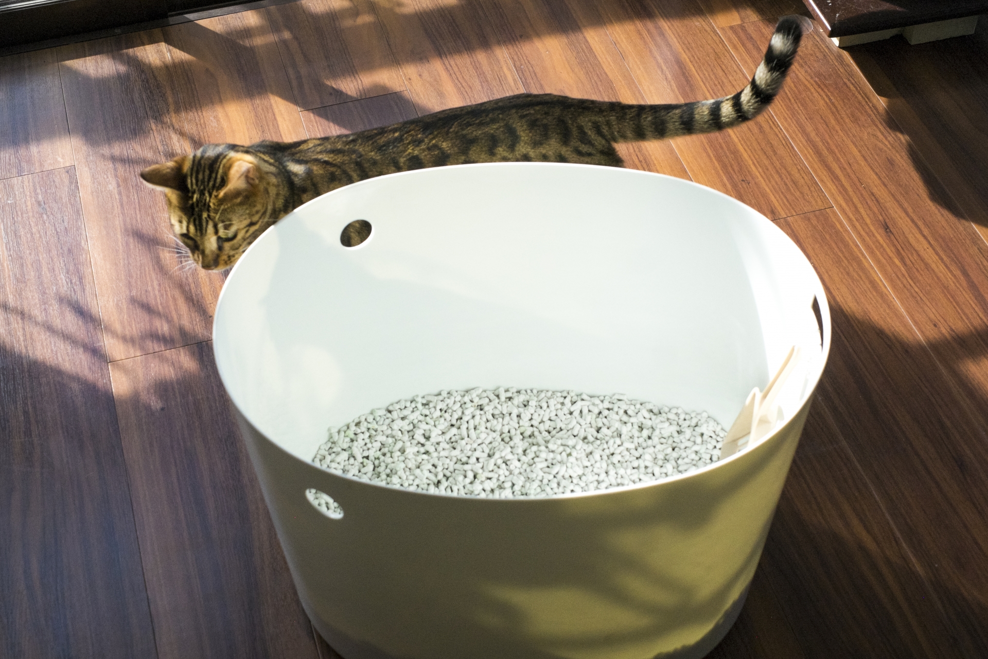トイレと猫