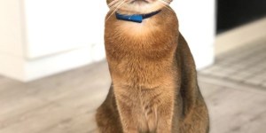 Catlogキトンブルーの装着イメージをご紹介します