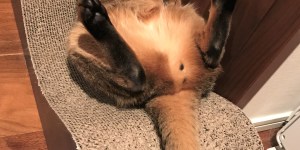 猫様は主人。