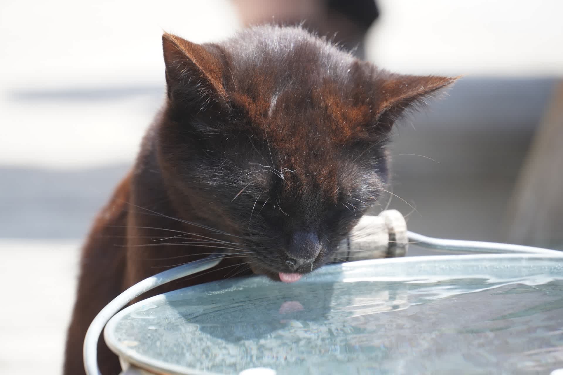 水を飲む猫