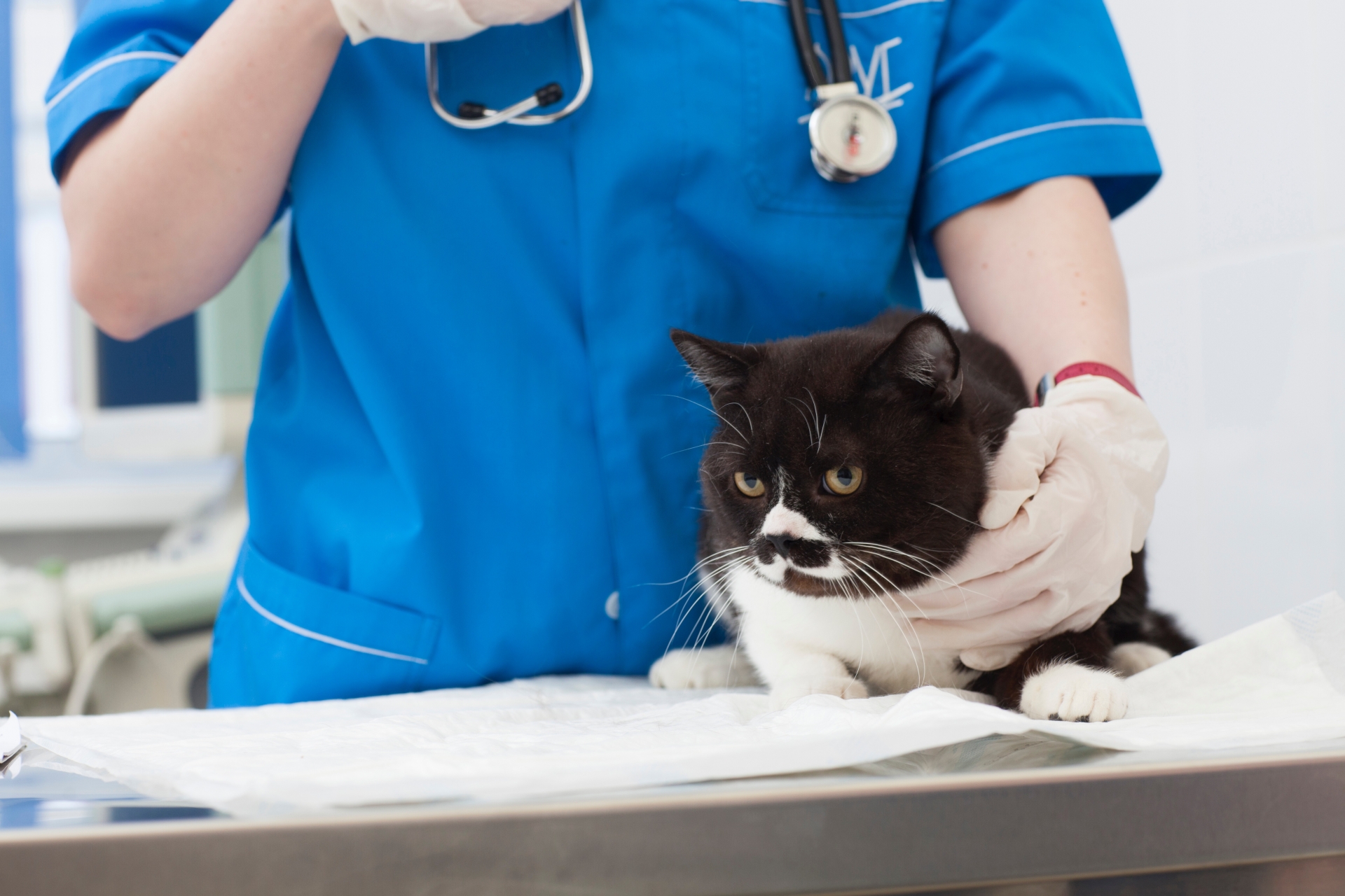 猫の便秘は何日出なければ危険 食事変更で便秘の解消になることも 猫様のいる暮らし