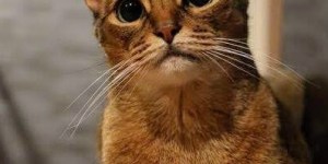 ヘミングウェイ・キャット