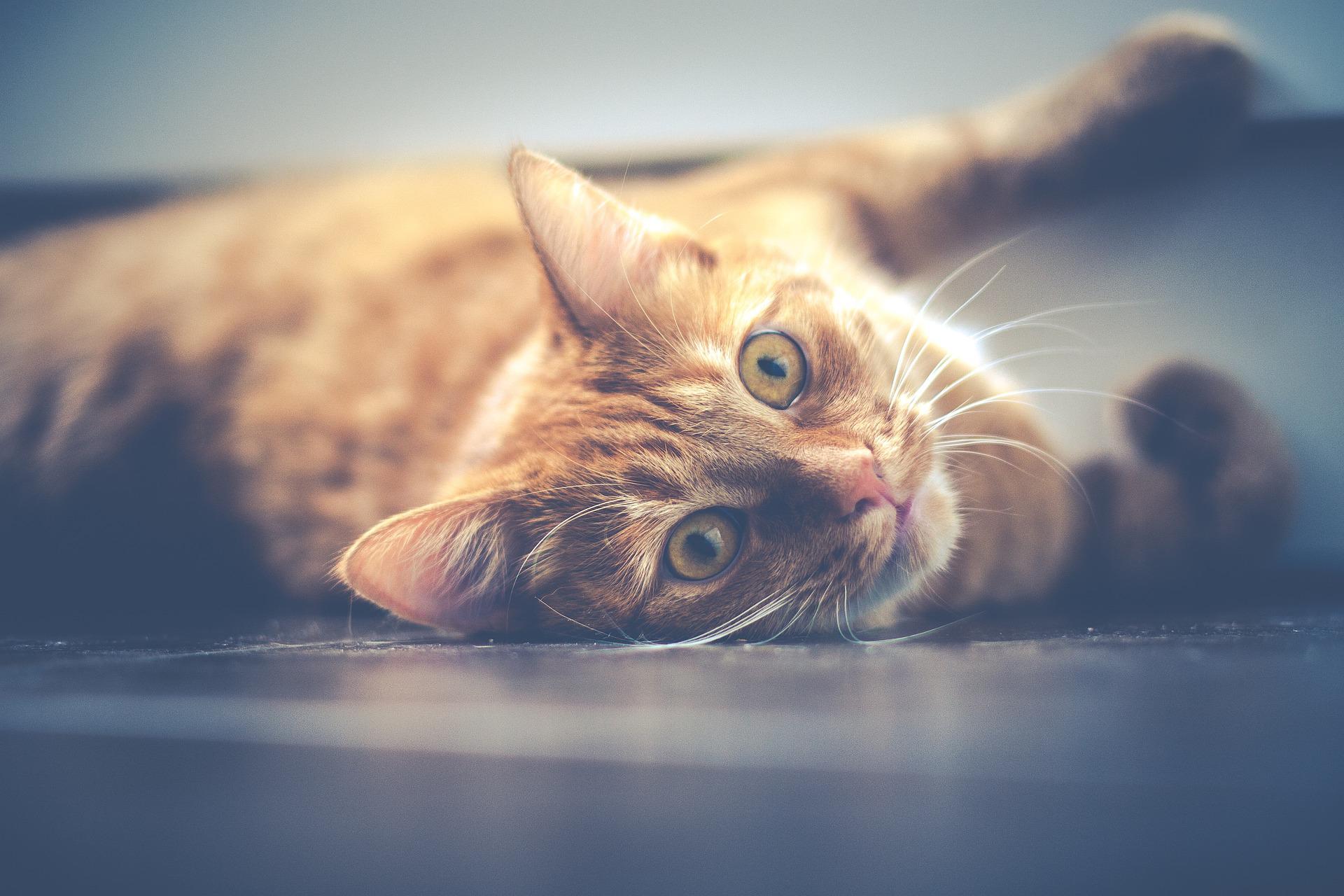 猫の腎臓病は早期発見が長生きの鍵!症状・治療法を知っておこう