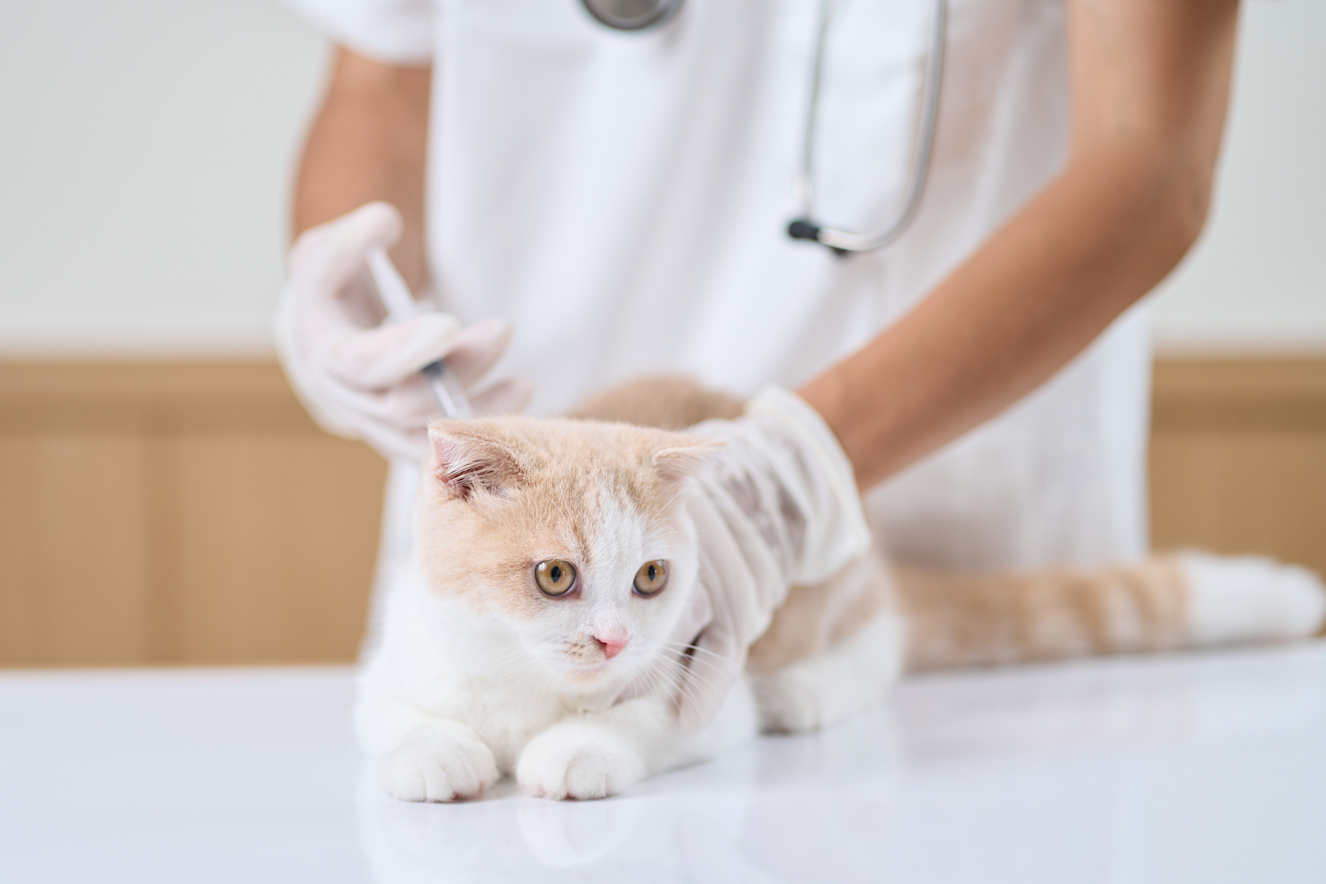 子猫にワクチン接種は必要?接種が必要なワクチンと接種時期を解説