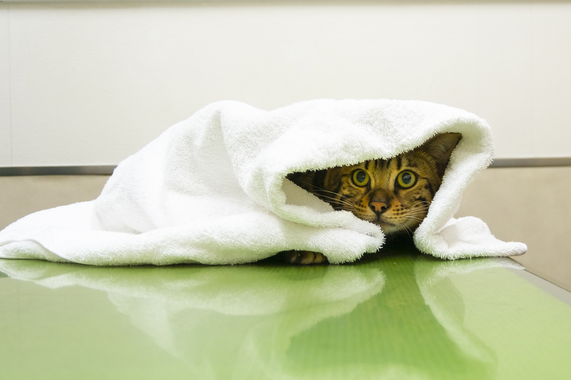 タオルにくるまれる猫