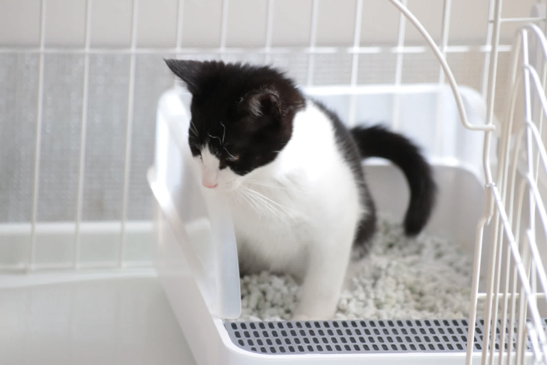 猫が便秘になった 症状や原因 対処法などを詳しく紹介 猫様のいる暮らし 猫が便秘になった 症状や原因 対処法などを詳しく紹介 猫様のいる暮らし