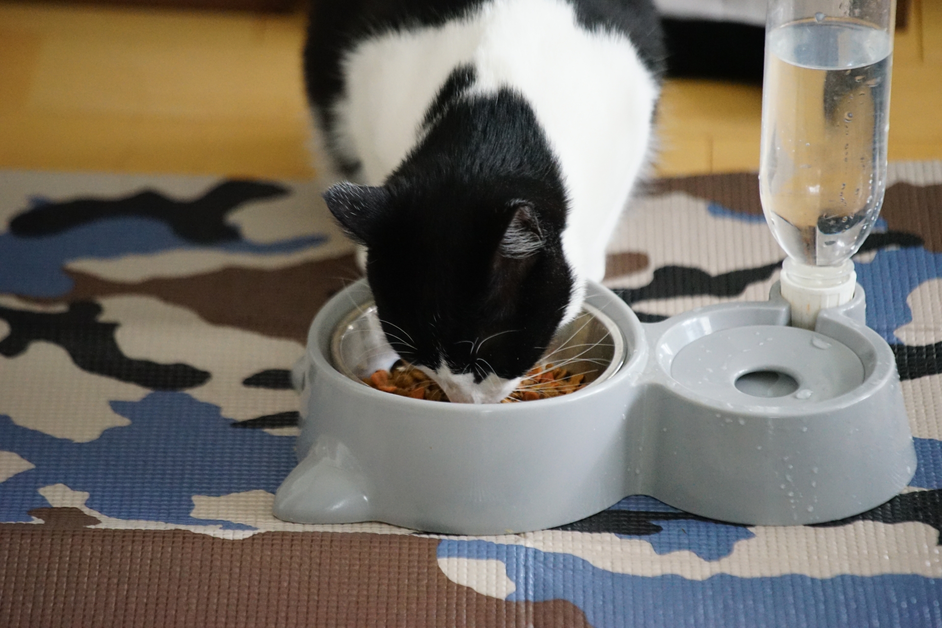 猫が腎臓病になったら食事はどうする?話題の「AIM」についても解説