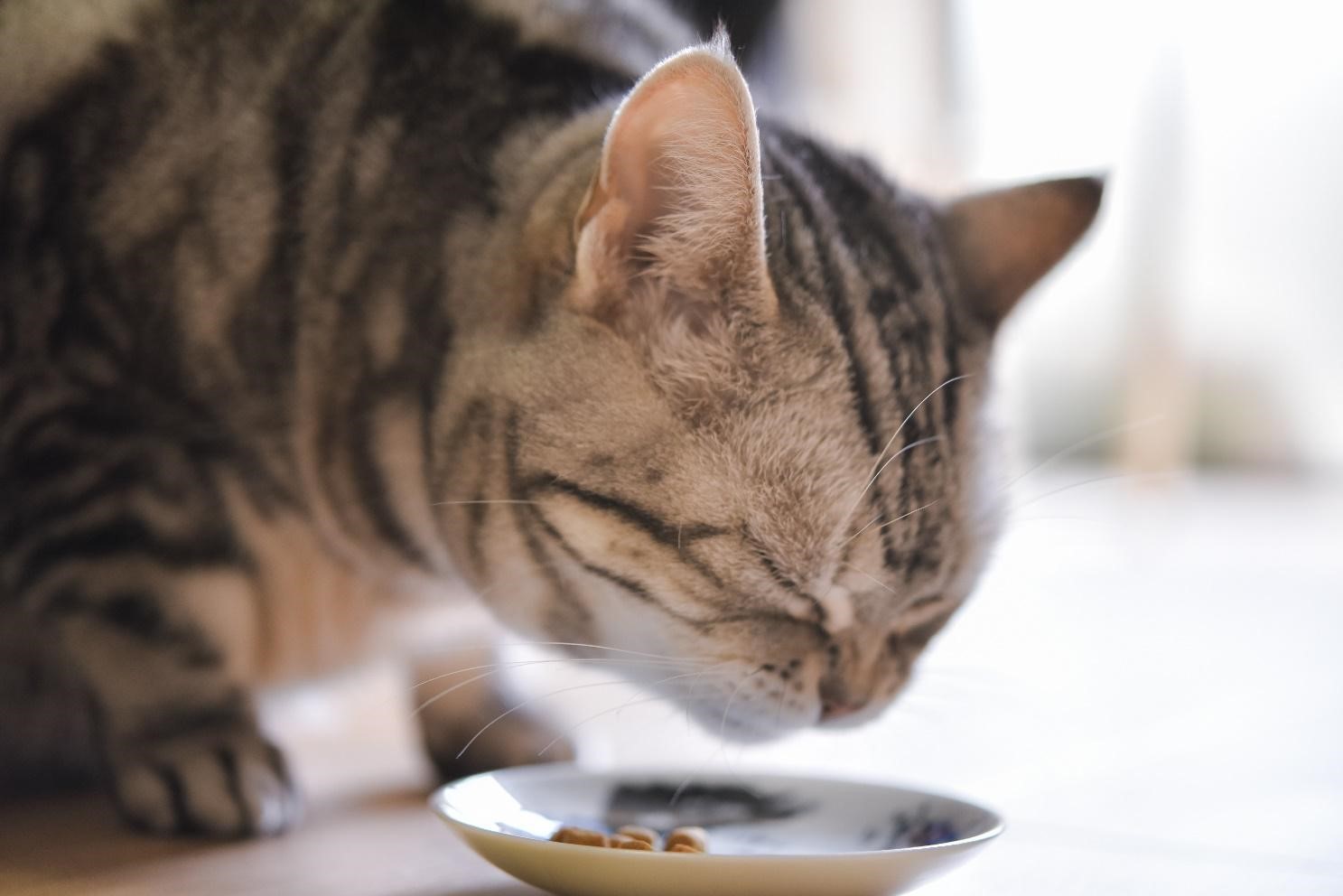 猫の食欲不振の原因と改善方法吐き気や嘔吐、げっぷは病気のサイン 