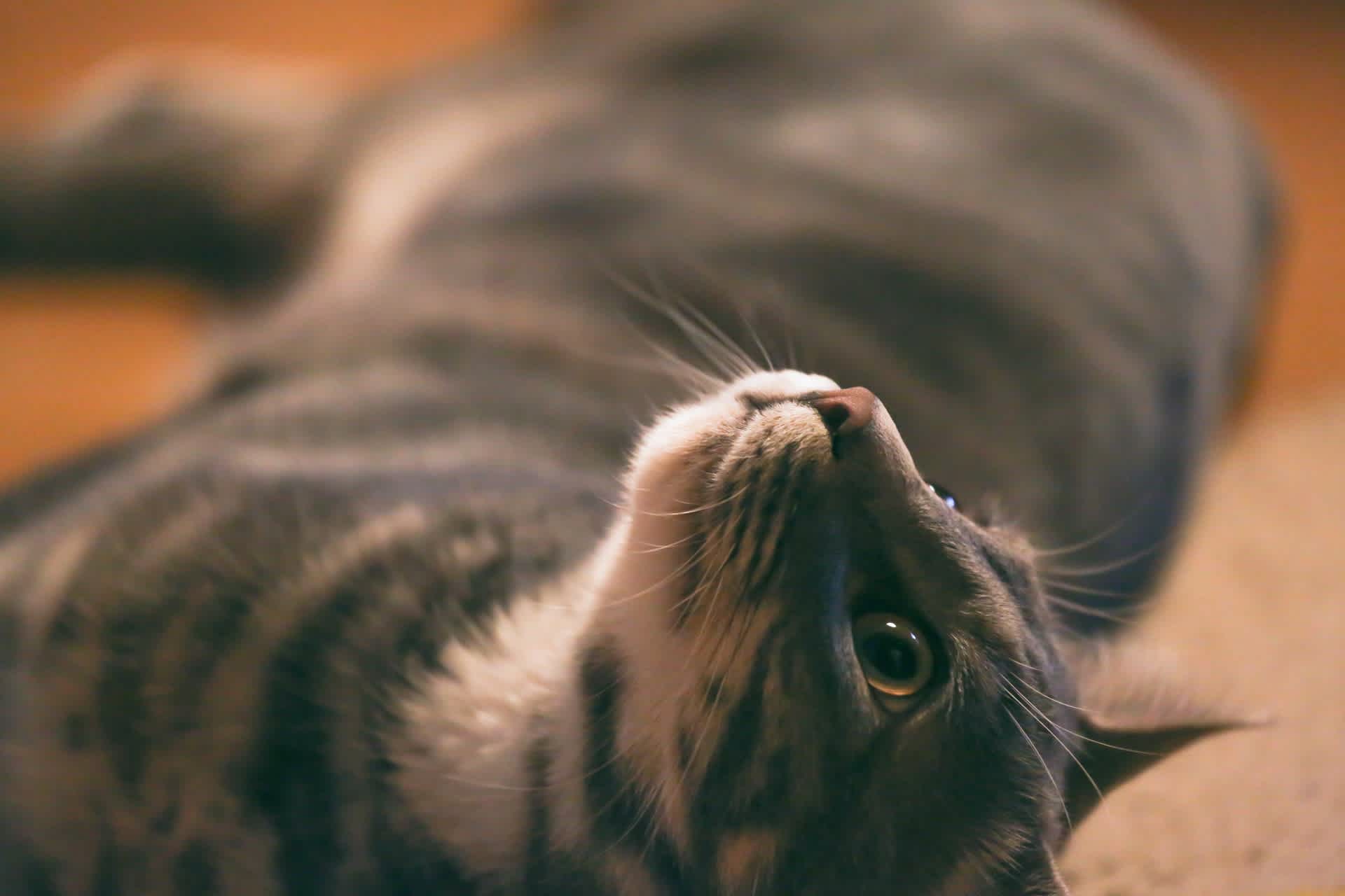 室内飼いの猫は運動不足 猫の運動量に合わせた運動不足解消法とは 猫様のいる暮らし 室内飼いの猫は運動不足 猫の運動量に合わせた運動不足解消法とは 猫様のいる暮らし