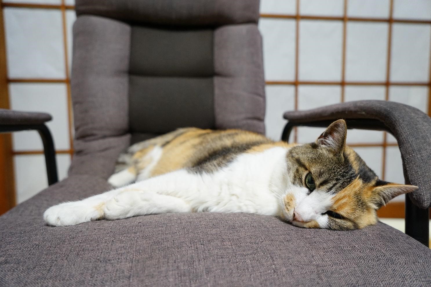 椅子の上でぐったりしてしまう猫