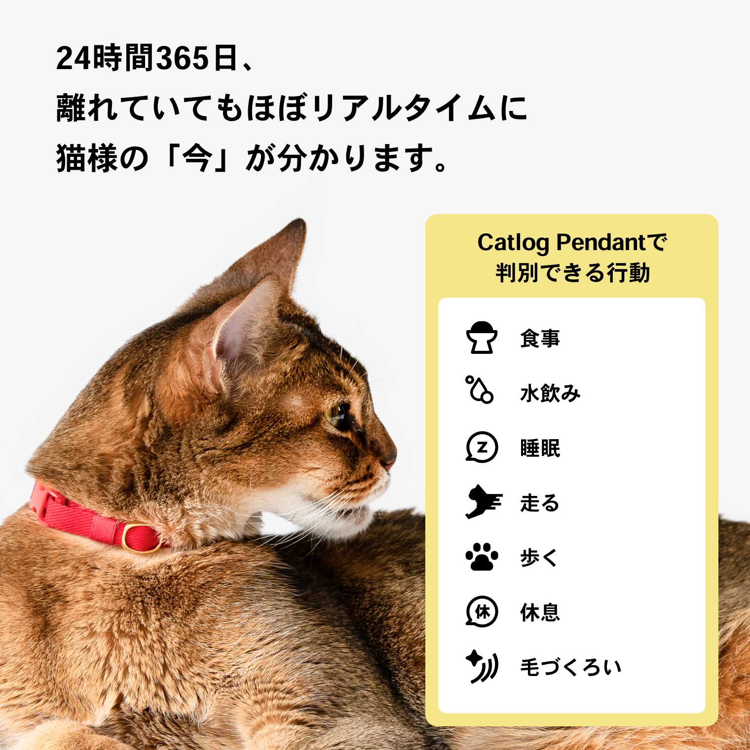 猫に散歩は必要なの？メリットやデメリット、事前準備について解説