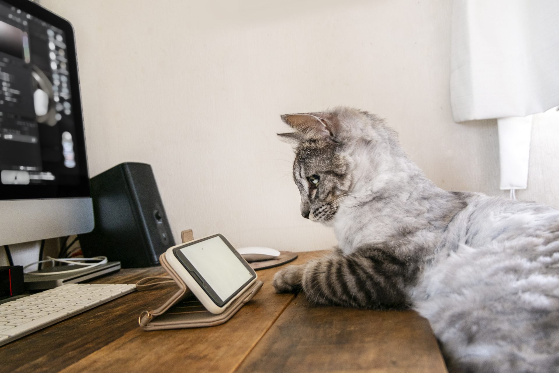 スマホを見る猫