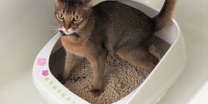 猫のトイレのお話