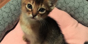 猫の日。
