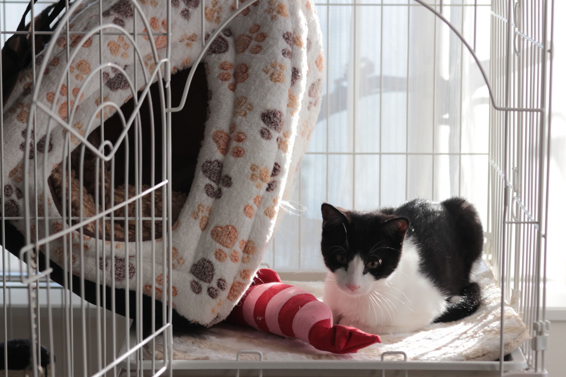 ケージ中で過ごす子猫