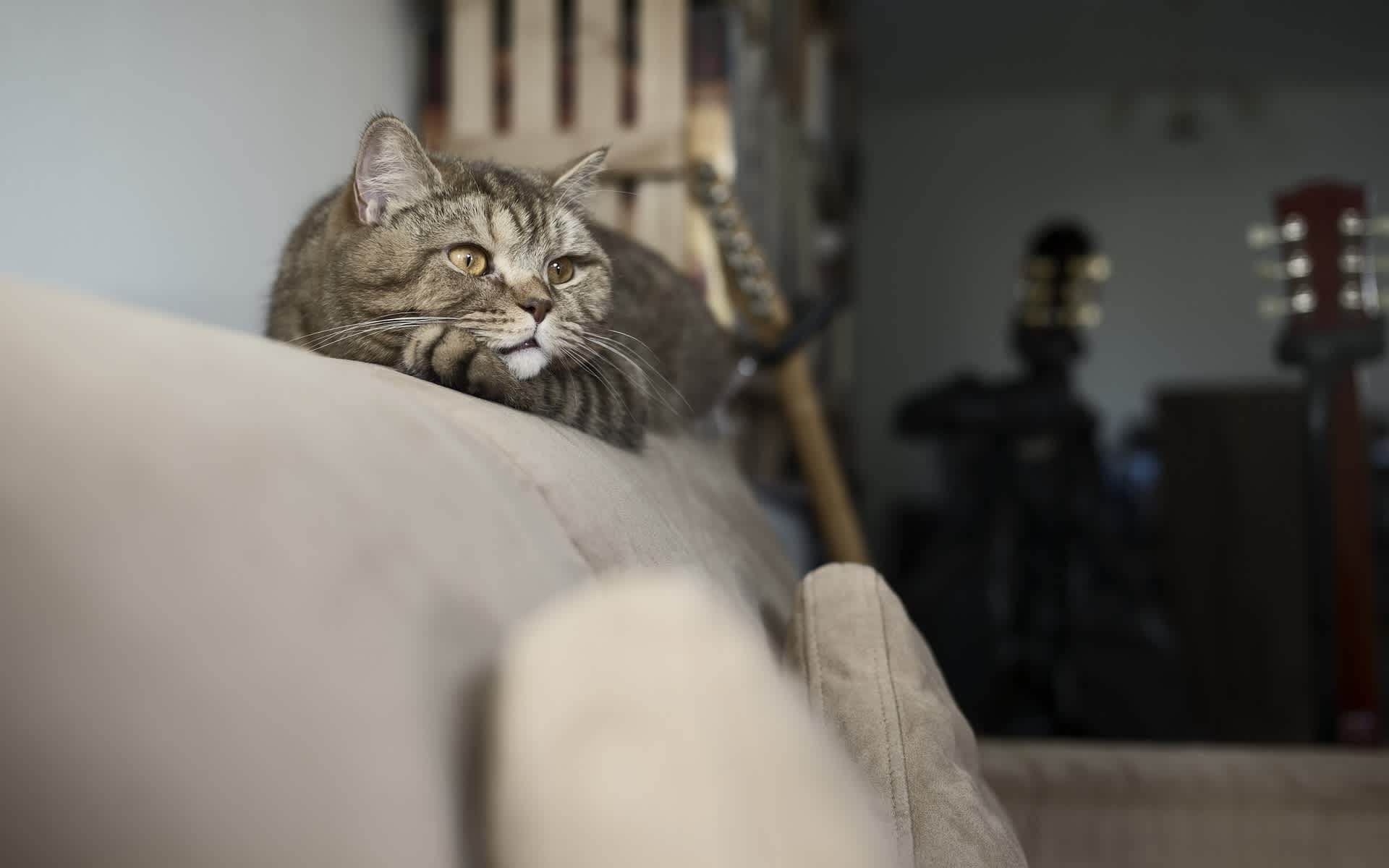 ソファーの上にいる猫