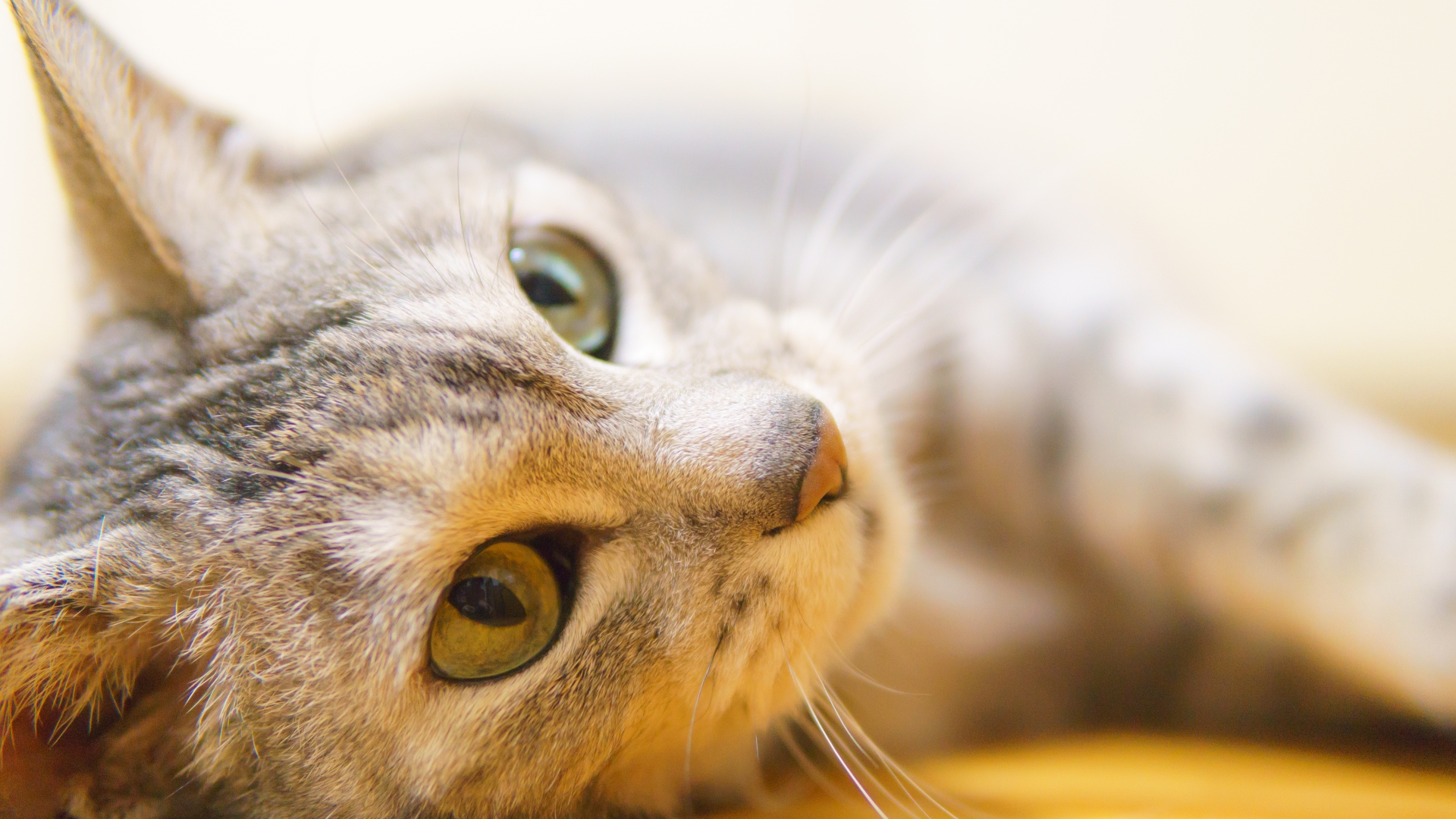 こちらを見つめる猫