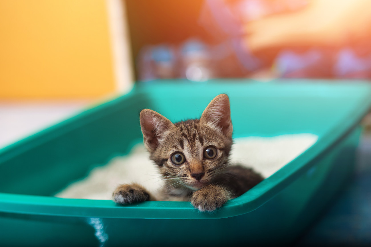 猫が好むトイレの大きさは、体長の1.5倍!猫の理想的なトイレ環境について紹介