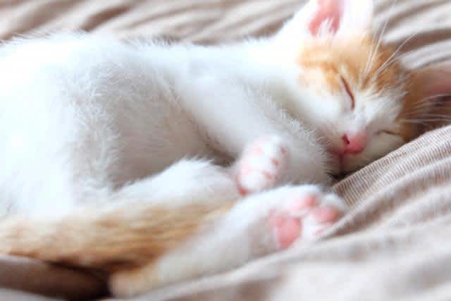布団で寝る子猫