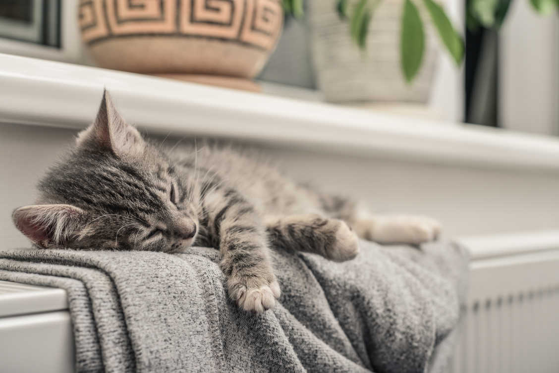 タオルの上で気持ちよく眠る猫