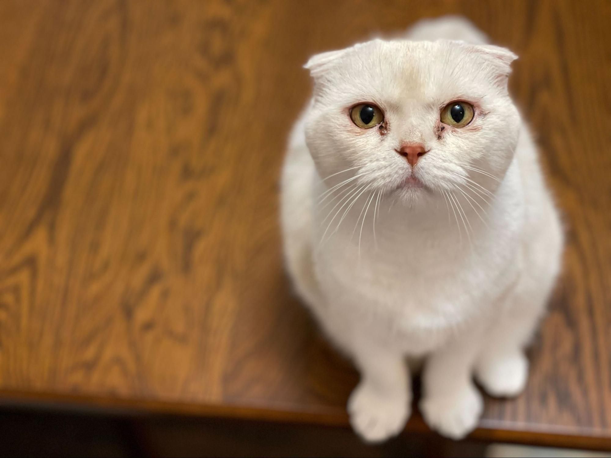 おすわりしている猫