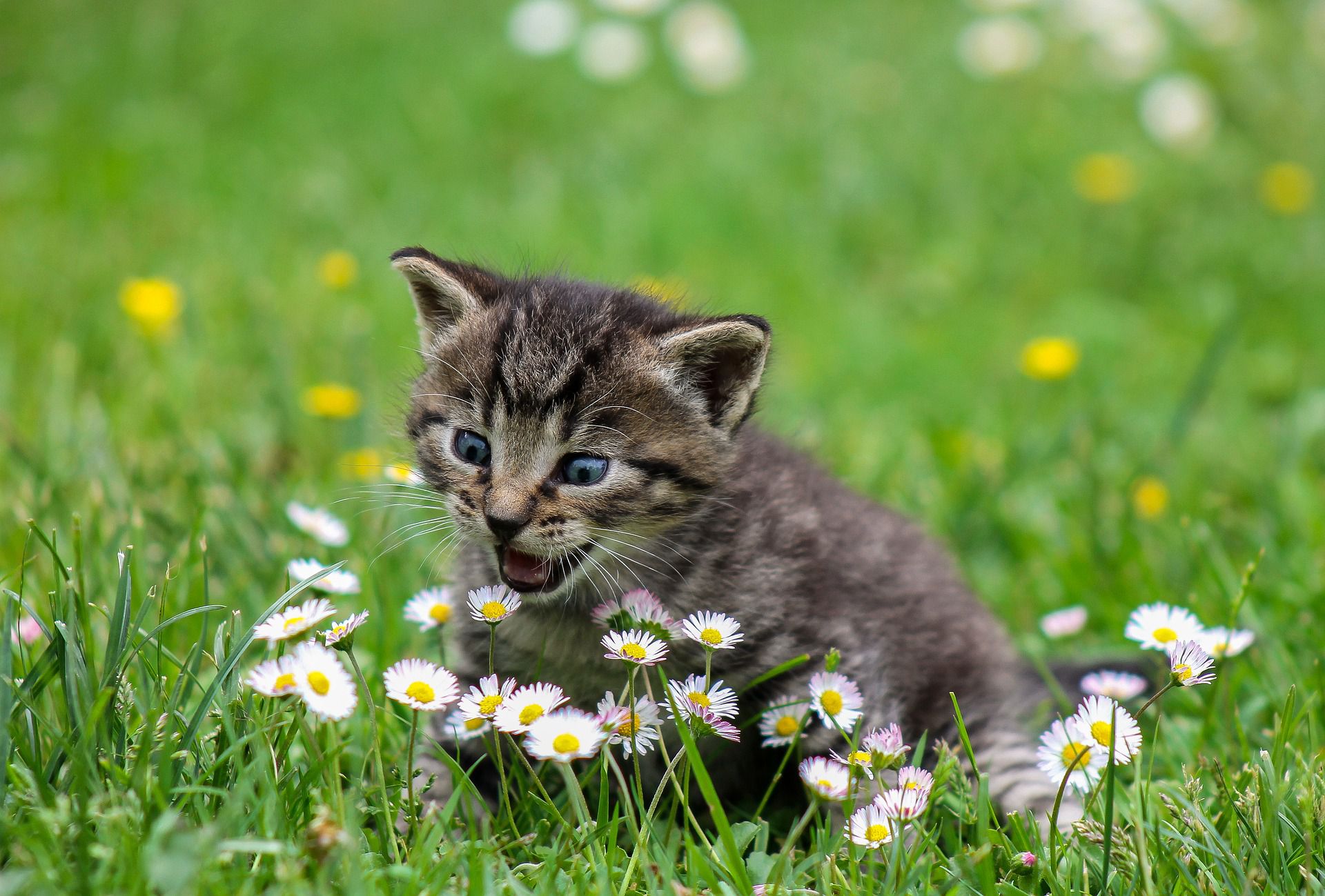 猫の体温について知ろう!平熱や測り方、熱が出る原因などを解説