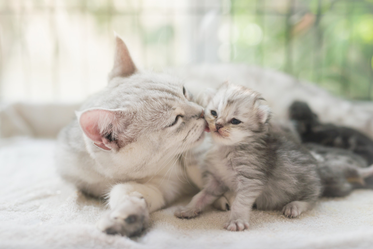 動物病院で診察を受けている猫